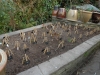 Freshly planted bed
