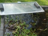 Frogs spawn