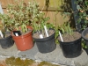 Hostas after topdressing with sheeps wool pellets
