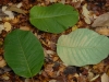 Magnolia sargentiana robusta leaves over a foot long