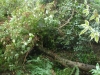 'Monarch' apple and  Hydrangea petiolaris
