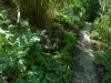 New Epimedium Planting