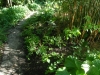 New Epimedium Planting