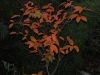 Nyssa sinensis (flash)