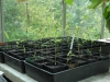 Phyllostachys kwangsiensis seedlings