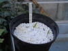 Phyllostachys kwangsiensis seed pan