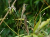 Phyllostachys praecox 'Viridisulcata'