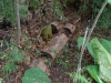 Rotted Old Seat