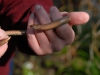 Slow worm