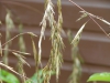 Thamnocalamus spathiflorus