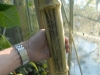 thick stem of tree dahlia