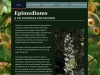 Epimedium Website