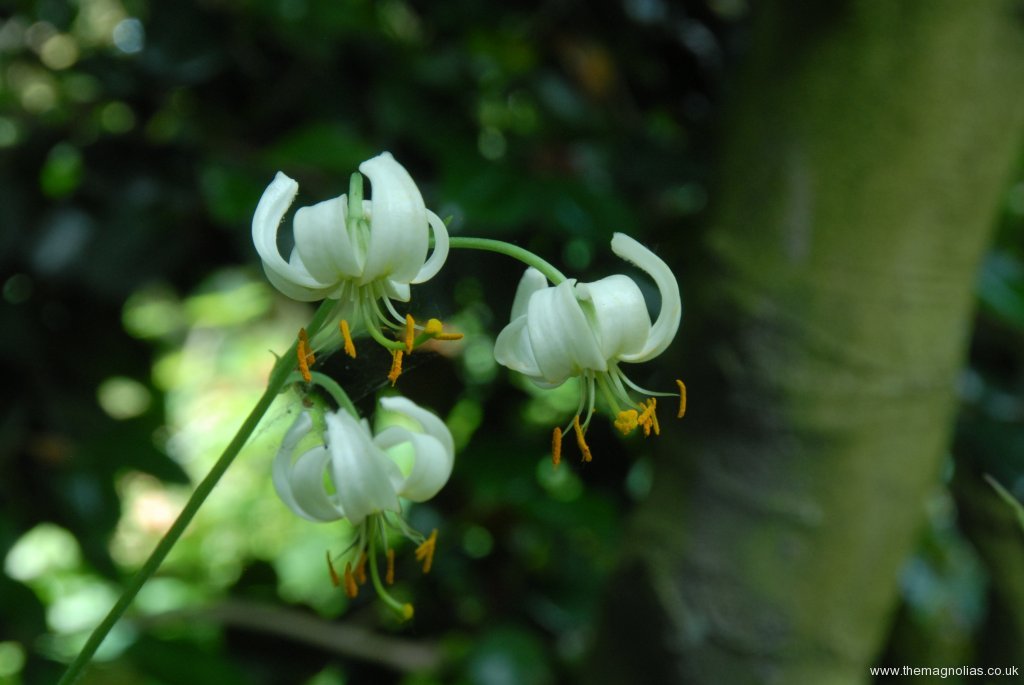 Lilium martagon album