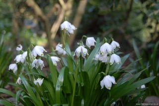Leucojum vernum