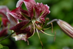 Bulbs, Corms & Tubers