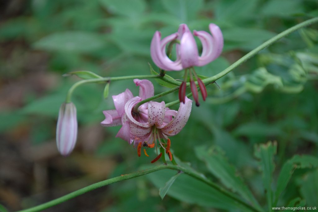 Lilium martagon