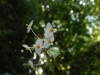Begonia evansiana alba