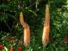 Eremurus 'Cleoopatra'