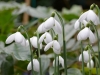 Galanthus 'Brenda Troyle'