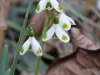 Galanthus 'Copton Trym'