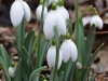 Galanthus 'Dodo Norton'