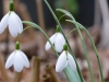 Galanthus 'Percy Picton'