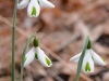 Galanthus 'Trumps'