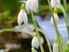 Galanthus 'Wendy's Gold'