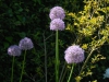 Allium 'Gladiator'