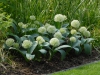 Allium karataviense 'Ivory Queen'