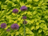 Allium 'Purple Sensation' in front of Philadelphus coronarius 'Aureus'
