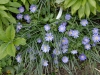 Anemone blanda growing after Crocus