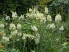 Camassia leichtlinii alba