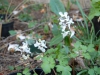 Corydalis cava