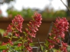 Corydalis solida 'George Baker'