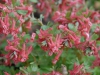 Corydalis solida 'George Baker'
