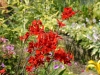 Crocosmia 'Hellfire'