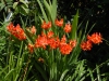 Crocosmia 'Limpopo'
