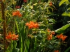 Crocosmia 'Okavango'