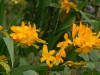 Crocosmia 'Paul's Best Yellow'