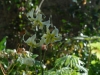 Erythronium californicum