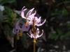 Erythronium revolutum