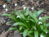 Galanthus ikariae