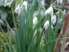 Galanthus nivalis 'Viridapice'