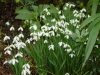 Gallanthus 'S Arnott'