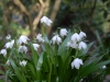 Leucojum vernum