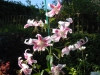 Lilium 'Anastasia' back-light