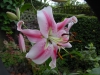 Lilium 'Anastasia'