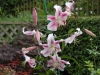 Lilium 'Anastasia'