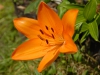 Lilium Asiatic Orange